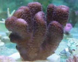 Pocillopora Edouxi (Pink) Xs