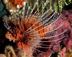 Pterois Antennata M