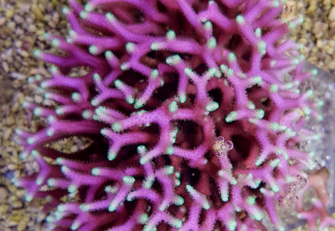 Seriatopora Caliendrum (Pink) Xxl