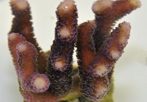 Stylophora (Milka) Purple Polyp Xs