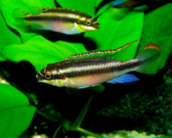 Pelvicachromis Pulcher 4-5Cm