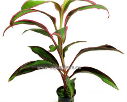 Cordyline Red Edge