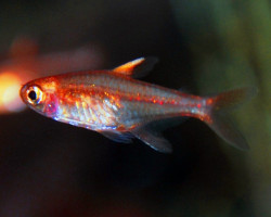 Hyphessobrycon Amandae M