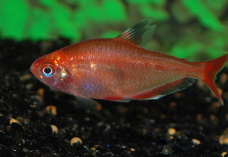 Hyphessobrycon Eques Red Gold S/M