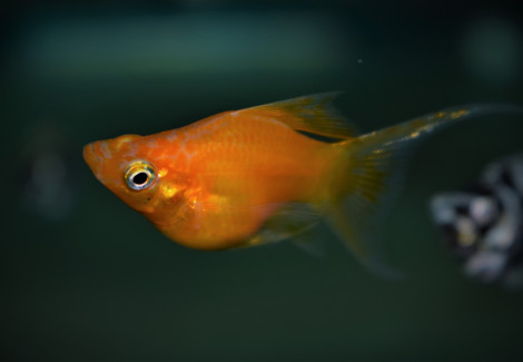 Poecilia Sphenops Balloon Longfin Mix M