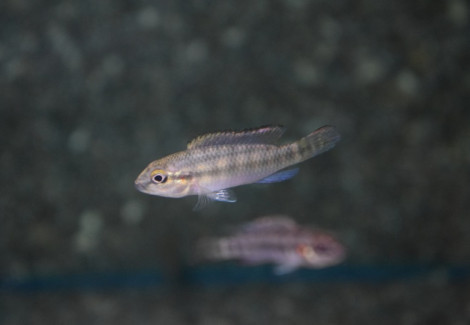 Nanochromis Caudifasciatus M