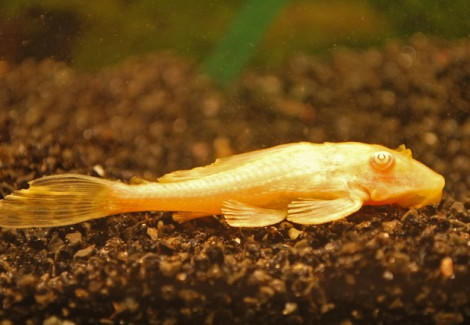 Pterygoplichthys Gibbiceps Albino M