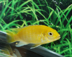 Labidochromis Caeruleus S/M