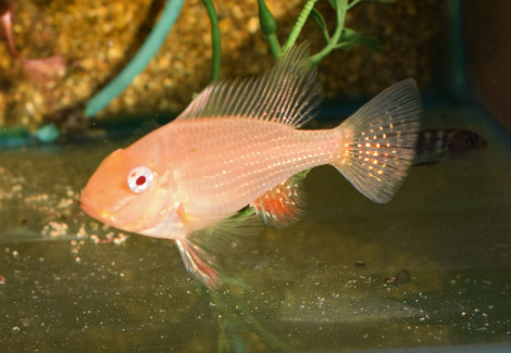 Acarichthys Heckelii Variatus Albino L