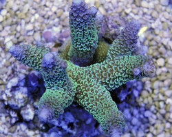 Acropora Aspera (A Grade) M