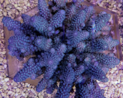 Acropora Digitifera Ml