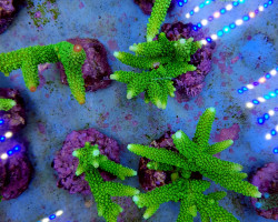 Acropora Formosa Ml