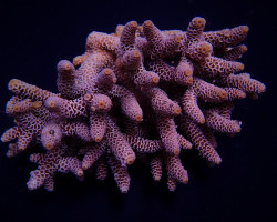 Acropora Millepora L