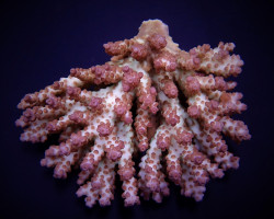 Acropora Plana M