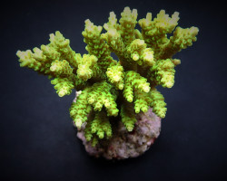 Acropora Selago Xs