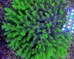 Acropora Spp. (Coral Sea) Xxl