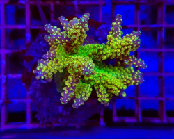 Acropora Spp. (Maricultured) (Ultra) Xs