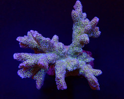 Montipora Malampaya S