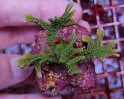 Montipora Stellata Ml