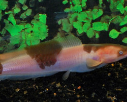 Clarias Batrachus Spotted S