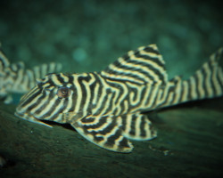 L333 Hypancistrus Sp. S