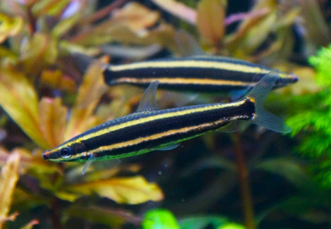 Anostomus Ternetzi M