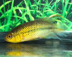 Nannacara Aureocephalus M/L