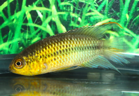 Nannacara Aureocephalus M/L