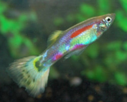 Guppy Yellow Mosaic Maschio M