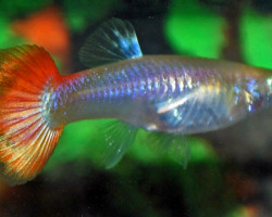 Guppy Femmina Sunset M