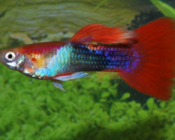 Guppy Tuxedo Red M