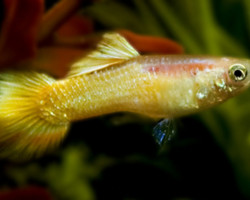 Guppy Yellow Maschio M