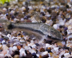 Otocinclus Vittatus L