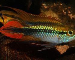 Apistogramma Agassizii Double Red S/M