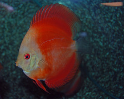 S. Aequifasciatus Red Melon M