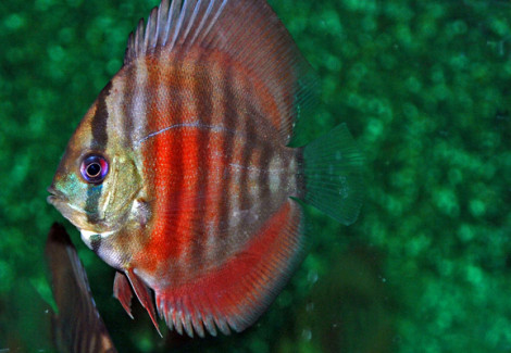 S. Aequifasciatus San Merah S/M