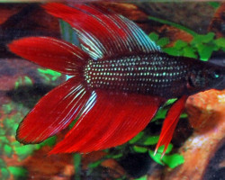 Betta Splendens Doubletail Maschio L