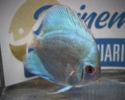 Discus Blue Diamond S/M