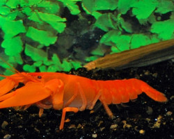 Cherax Sp. Orange L