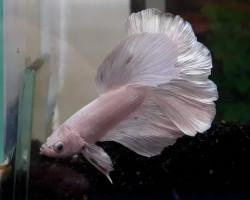 Betta  Maschio Half Moon White L-Xl