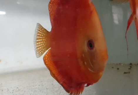 Discus Red Melon 6-7 Cm