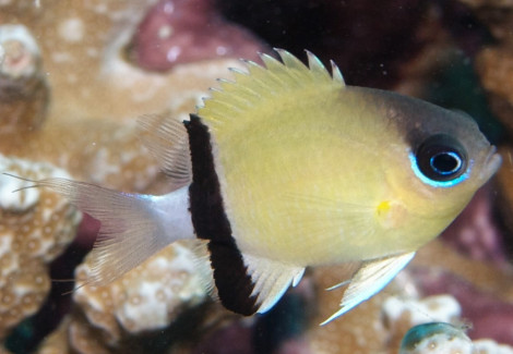 Chromis Retrofasciata M