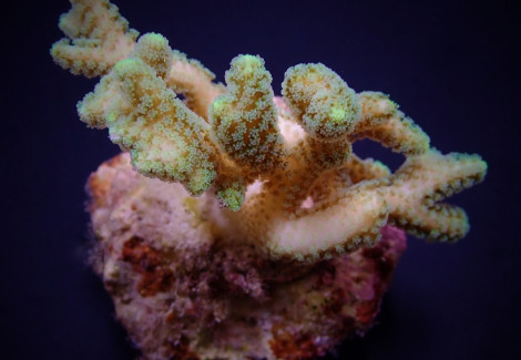 Seriatopora Guttatus (Green) (Frag) M