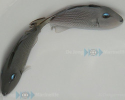 Xanthichthys Auromarginatus (Femmina) Ml