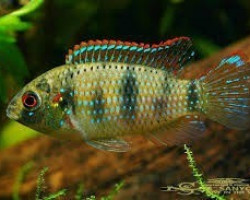 Anomalochromis Thomasi 2,5-4,5Cm