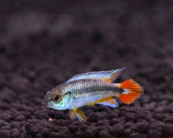 Apistogramma Agassizii Alenquer Neon Blue 2,5-3