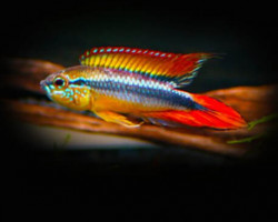 Apistogramma Agassizii Orange Dorsal 3 - 4