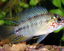 Apistogramma Borellii Pantal 2,5-3,5