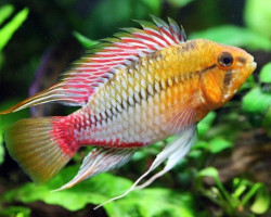 Apistogramma Hongsloi 3-4Cm