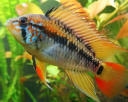 Apistogramma Macmasteri 3-4Cm